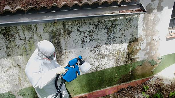 Mold Removal service in Manns Choice